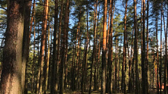 С начала пожароопасного сезона в Тверской области ликвидировали 3 лесных пожара