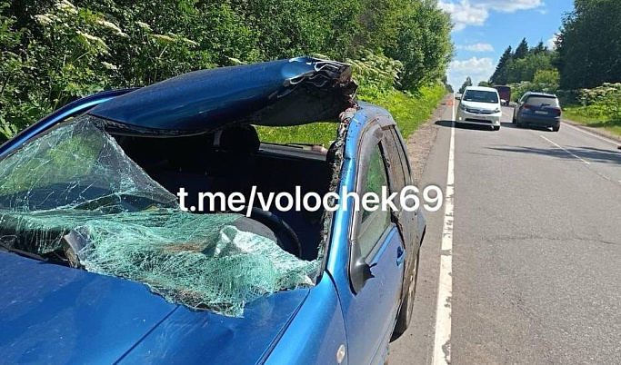 Легковушка разорвала пополам выбежавшего на дорогу лося в Тверской области