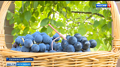 Житель Тверской области вырастил на своем участке более 50 сортов винограда 