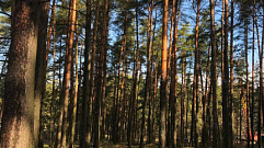 С начала пожароопасного сезона в Тверской области ликвидировали 11 лесных пожаров