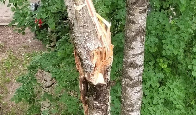 В Твери сильный ветер поломал деревья 