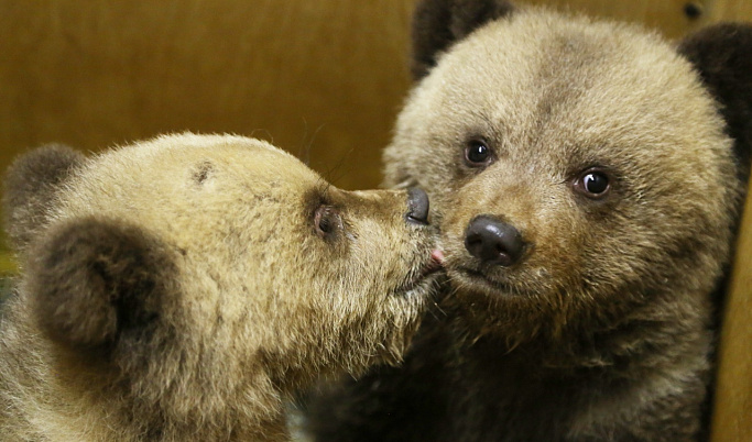 В Тверскую область на воспитание привезли ещё трех осиротевших медвежат