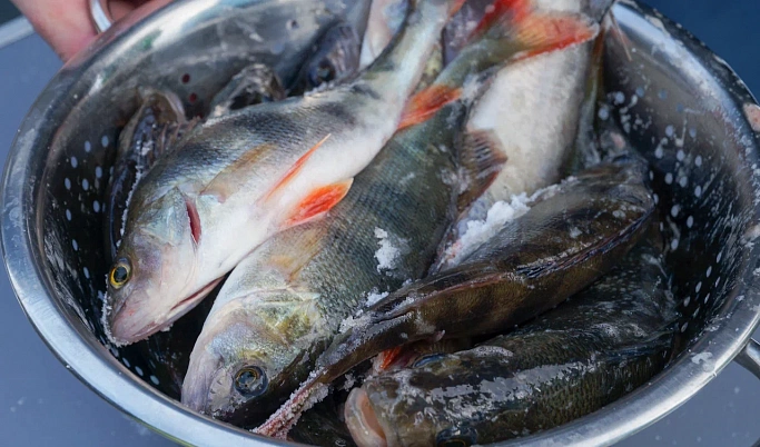 Рыболовы в Тверской области наловили 75 килограммов рыбы