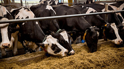 Сельхозпроизводители Тверской области наращивают темпы производства в молочной и мясной отраслях
