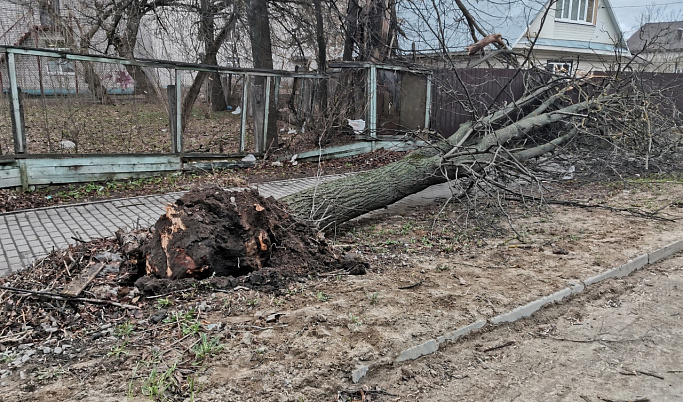 Сильный ветер повалил деревья в Тверской области