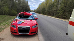 В Тверской области иномарка Audi сбила лося 