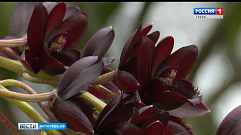 В Ботаническом саду Тверского госуниверситета распустилась черная орхидея