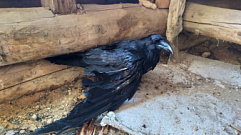 Житель Тверской области самостоятельно выхаживал ворона