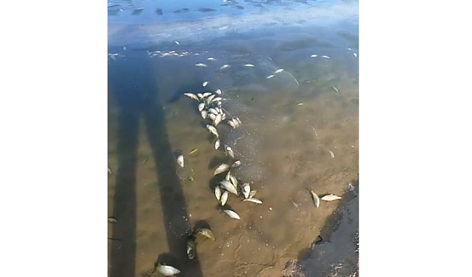 Замор рыбы произошёл в одном из карьеров Торжокского района