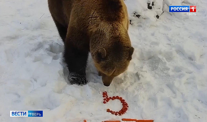 Медведь Мансур из Тверской области отметил своё пятилетие