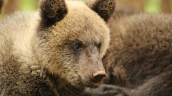 Медвежата-сироты из Тверской области готовы войти во взрослую жизнь