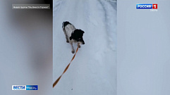 В Торжке спасли собаку, которая едва не погибла от мороза  