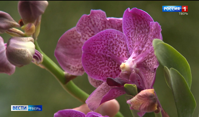 В Ботаническом саду Твери зацвела «королева орхидей»