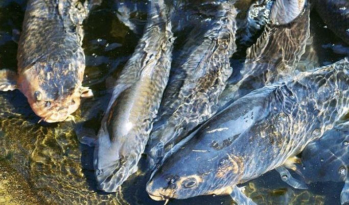В Тверской области производители рыбы оштрафованы на 910 тысяч рублей