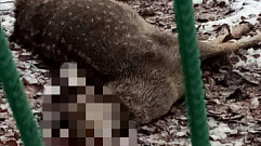 В Тверской области возле школы погибла подстреленная самка пятнистого оленя