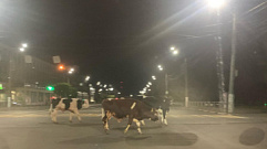 В Твери коровы и бычки бегали по городу и нарушали ПДД