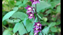 В Тверском Ботаническом саду зацвела редкая орхидея 