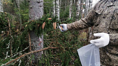 Зачем в Тверской области собирают еловые шишки