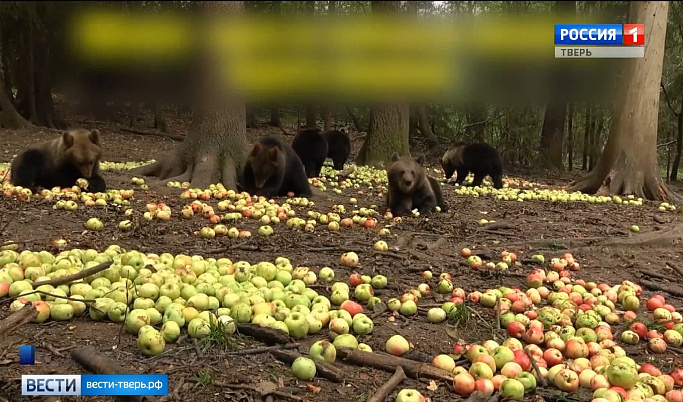 За осень в Тверской области медвежата-сироты съели семь тонн яблок