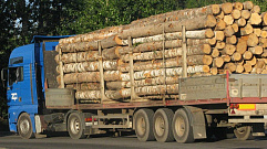 Лесозаготовитель из Тверской области нарушил законодательство в сфере карантина растений