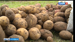   Жители Тверской области собрали урожай картофеля гигантских размеров