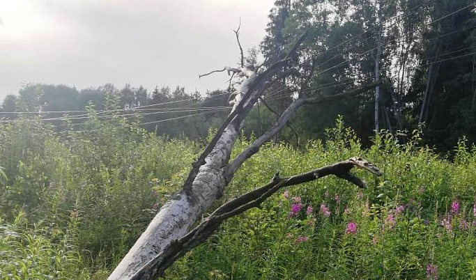 От штормового ветра в Тверской области сильно пострадал Торопецкий район