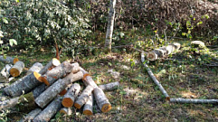 Житель Тверской области незаконно срубил 158 деревьев на 170 тыс. рублей
