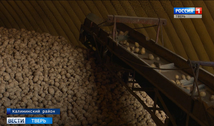 Аграрии Тверской области завершают уборку картофеля