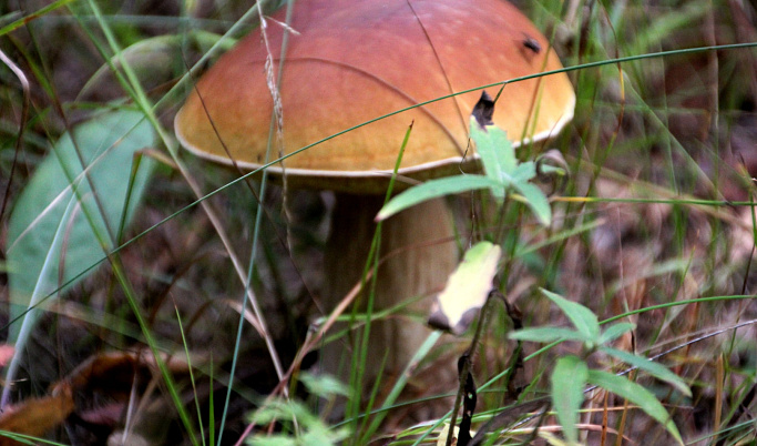 По грибы, по ягоды: жителям Тверской области рассказали, как не заблудиться в лесу