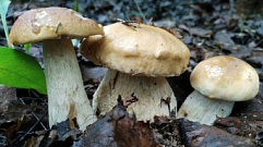 Есть ли грибы в Тверской области?