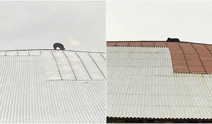 На крыше одного из домов в Твери поселилась собака