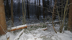 «Черные лесорубы» вырубили в Тверской области деревья на 3 миллиона рублей 