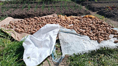 Жители деревни под Тверью пожаловались на гнилой картофель
