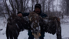В Тверской области при страшных обстоятельствах погибла краснокнижная птица