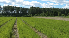 В Тверской области будут выращивать 2,5 млн сеянцев ежегодно