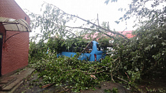 В Ржеве из-за ураганного ветра поваленные деревья придавили автобус