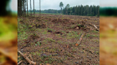 Житель Тверской области незаконно нарубил деревья на 14,7 млн рублей