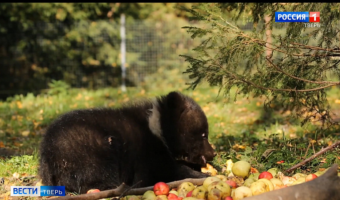 Медвежата из Торопецкого центра спасения готовятся к зиме