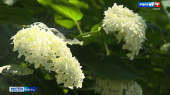 В Ботаническом саду Твери цветут гортензии