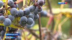Тверской дачник рассказал об урожае винограда в этом году