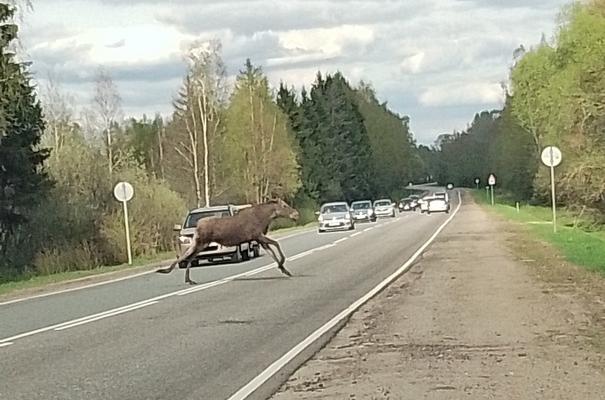 Жители Тверской области встретили перебегающего дорогу лося