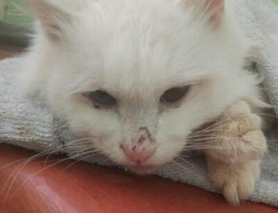 Тверские волонтеры рассказали трагическую историю кота, отданного в «добрые руки»