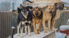 Зоозащитники собрали деньги на пищу для 400 собак в Тверской области