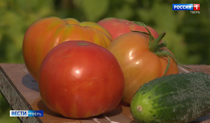 Пенсионер из Твери выращивает гигантские помидоры 
