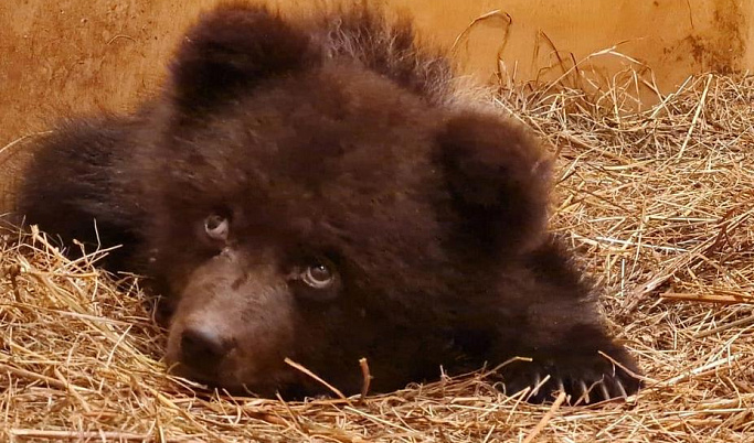 Больше 1,5 тыс. км от дома: в Тверскую область привезли еще одного медвежонка-сироту