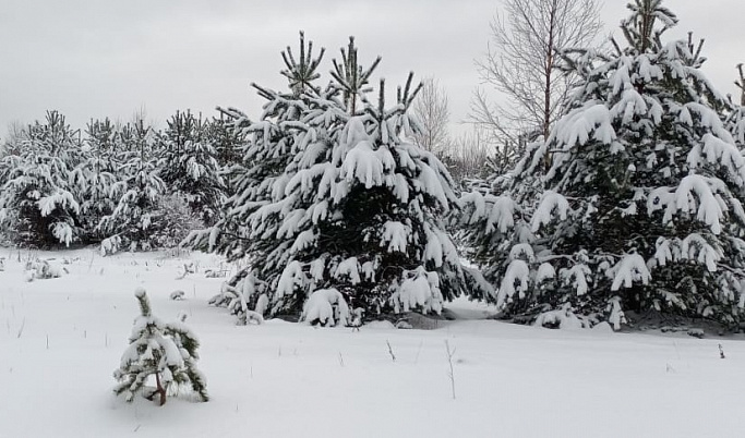 Жителей Тверской области предупредили о сильном снегопаде