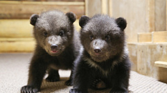 Задержан браконьер, оставивший медвежат, которые сейчас находятся в Тверской области, без матери