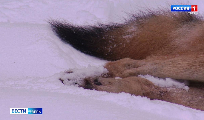 За месяц в Тверской области отстрелили 66 волков