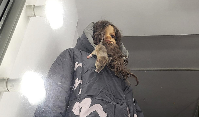 Перед модой все равны: в центре Твери в витрине магазина одежды нашли крысу