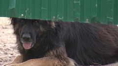 Зоозащитники Твери просят жителей помочь замерзающим животным